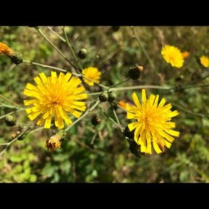 Meet your Posher, Komal